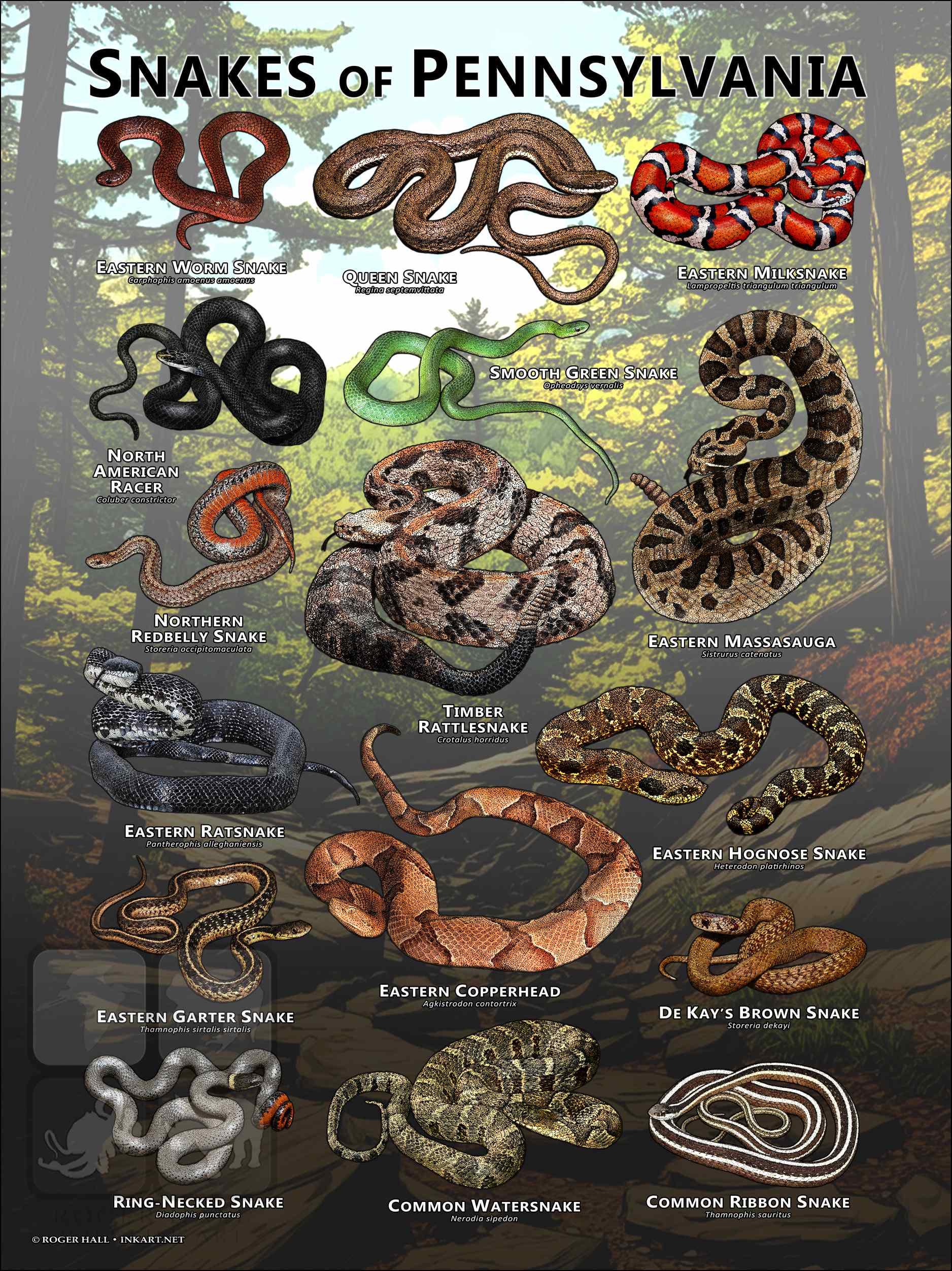 Snakes of Pennsylvania Poster Print/Field Guide - SIGNED BY ARTIST!