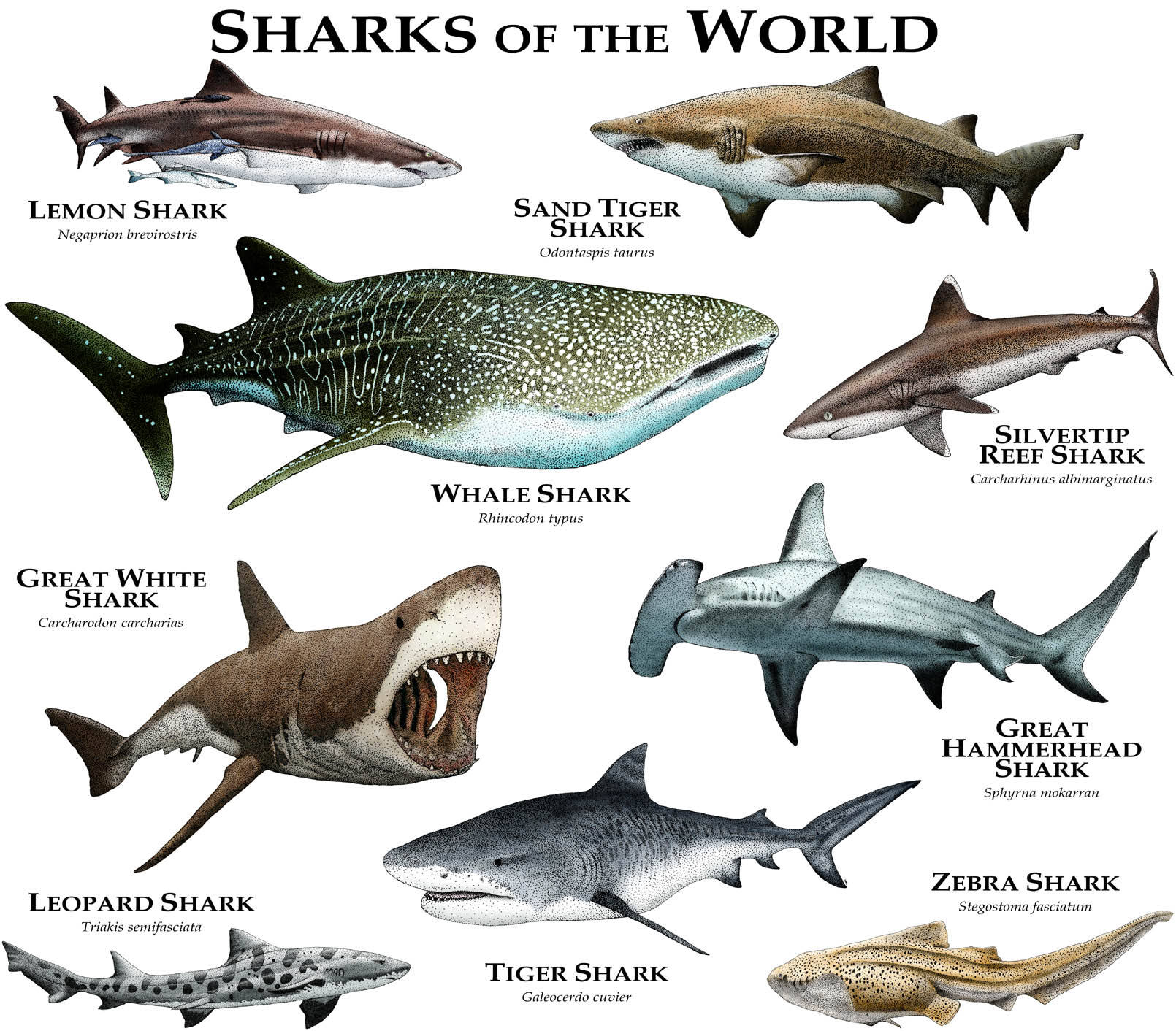 Sharks of the World Etsy