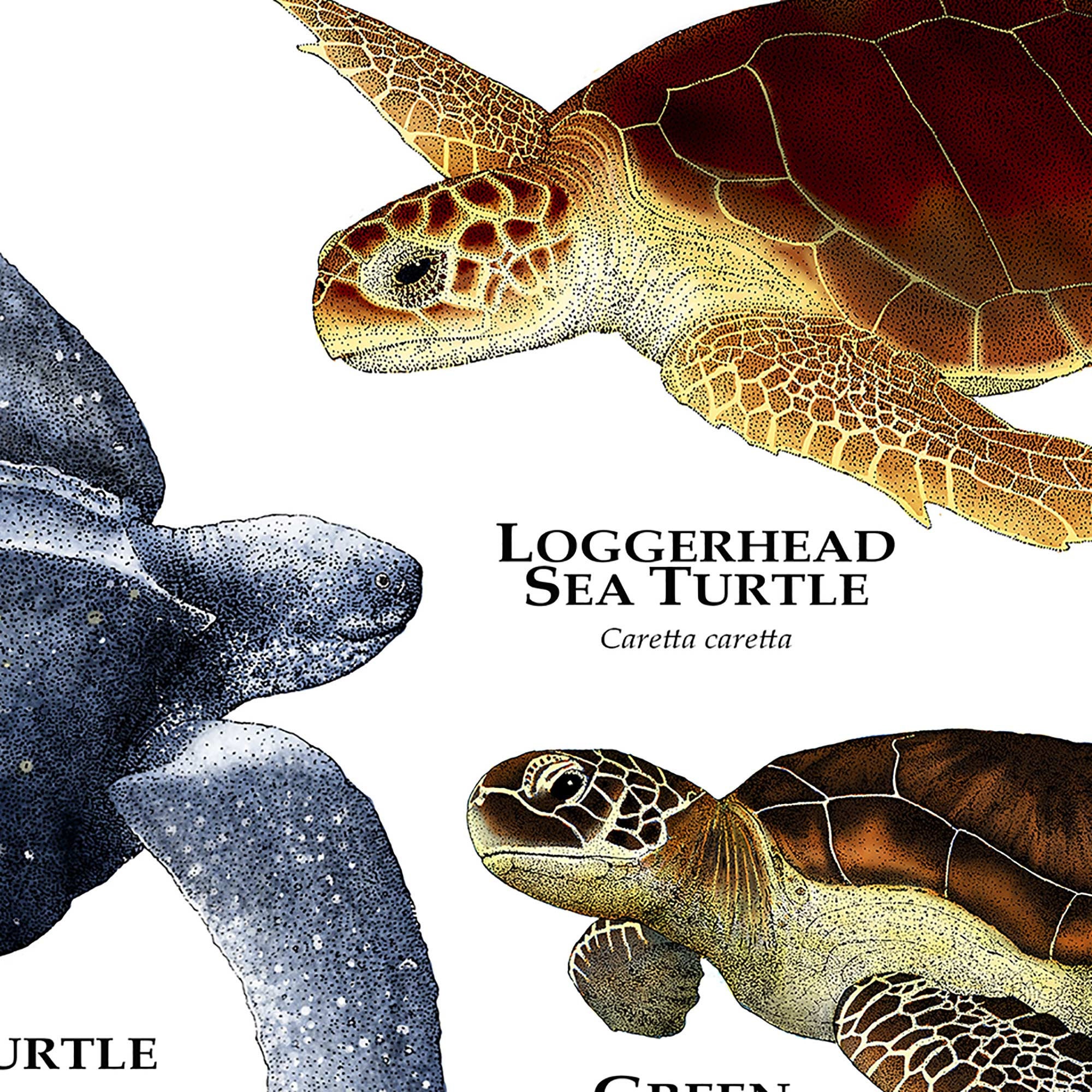 Sea Turtles of the World Poster Print Etsy