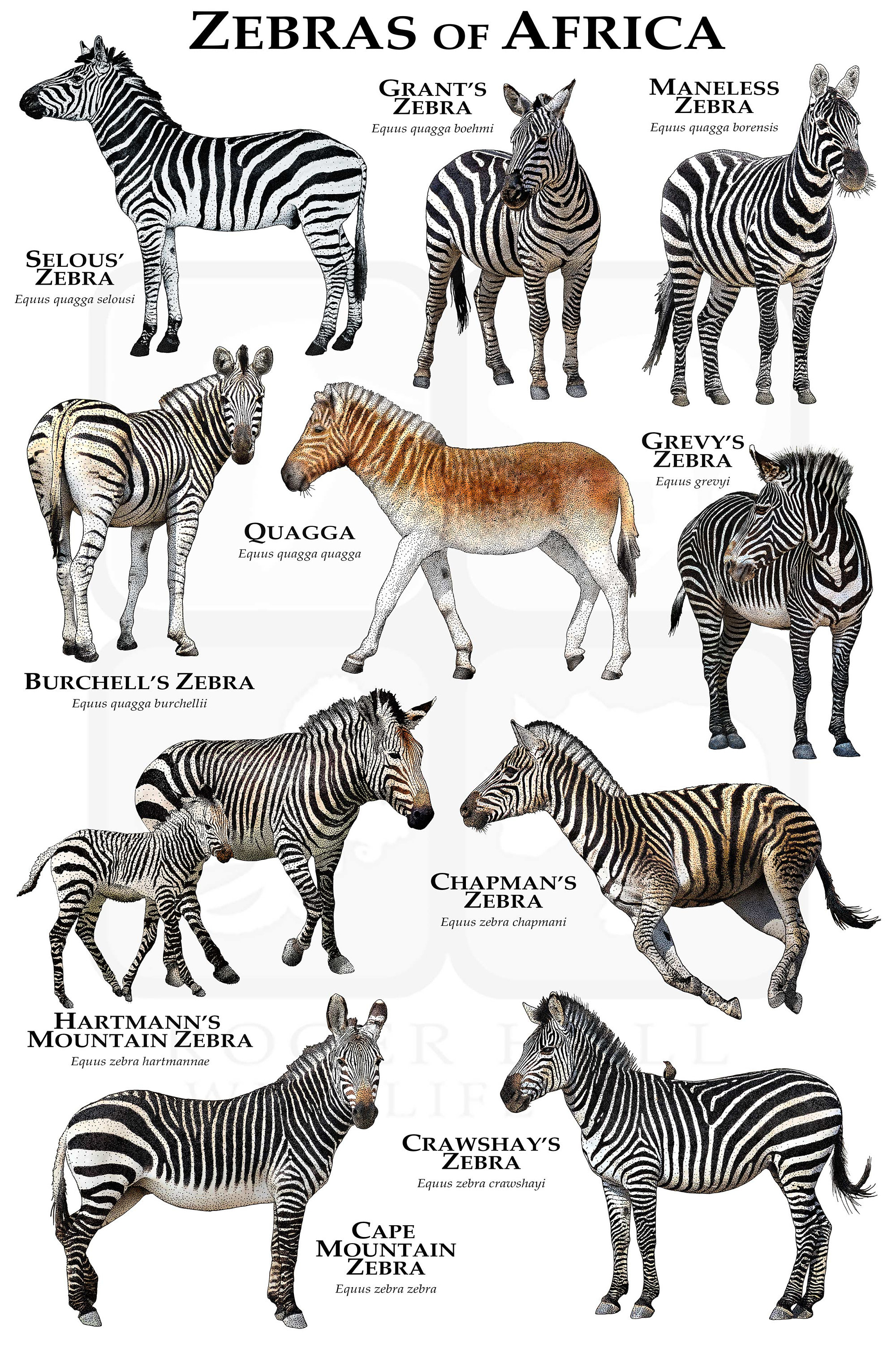Zebras of Africa Poster / Field Guide Etsy