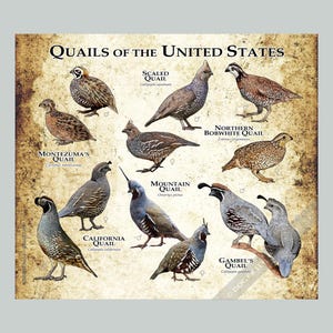 Może przedstawiać: Plakat zatytułowany "Quails of the United States" przedstawia ilustracje różnych gatunków przepiórek. Plakat zawiera nazwy każdej przepiórki, takie jak przepiórka łuskowata i przepiórka kalifornijska, wraz z ich nazwami naukowymi. Tło ma wygląd vintage, przypominający pergamin.