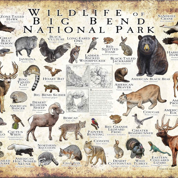 Wildlife of Big Bend National Park - Field Guide