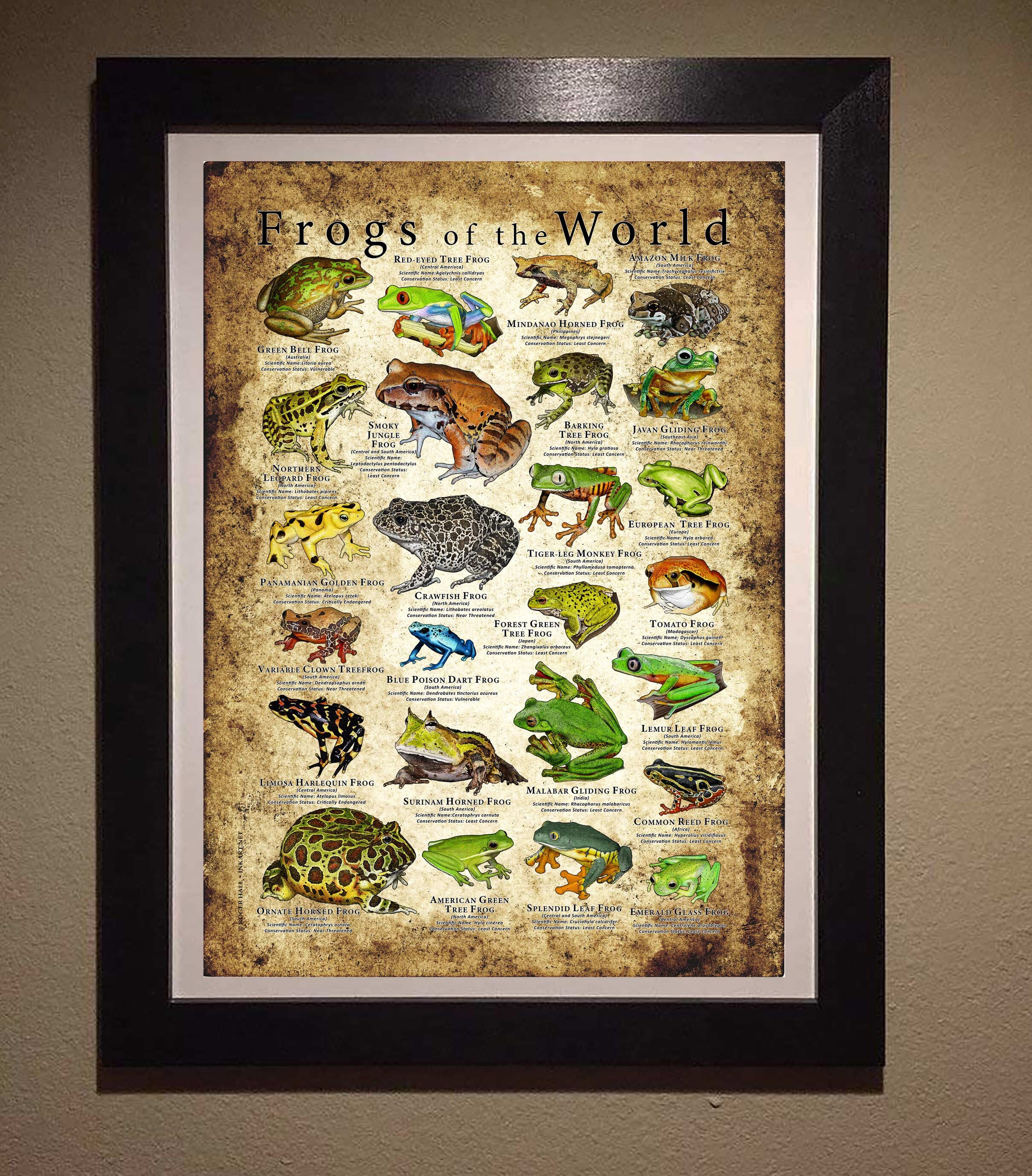 Frogs of the World Poster Print - SIGNED BY ARTIST! - Etsy