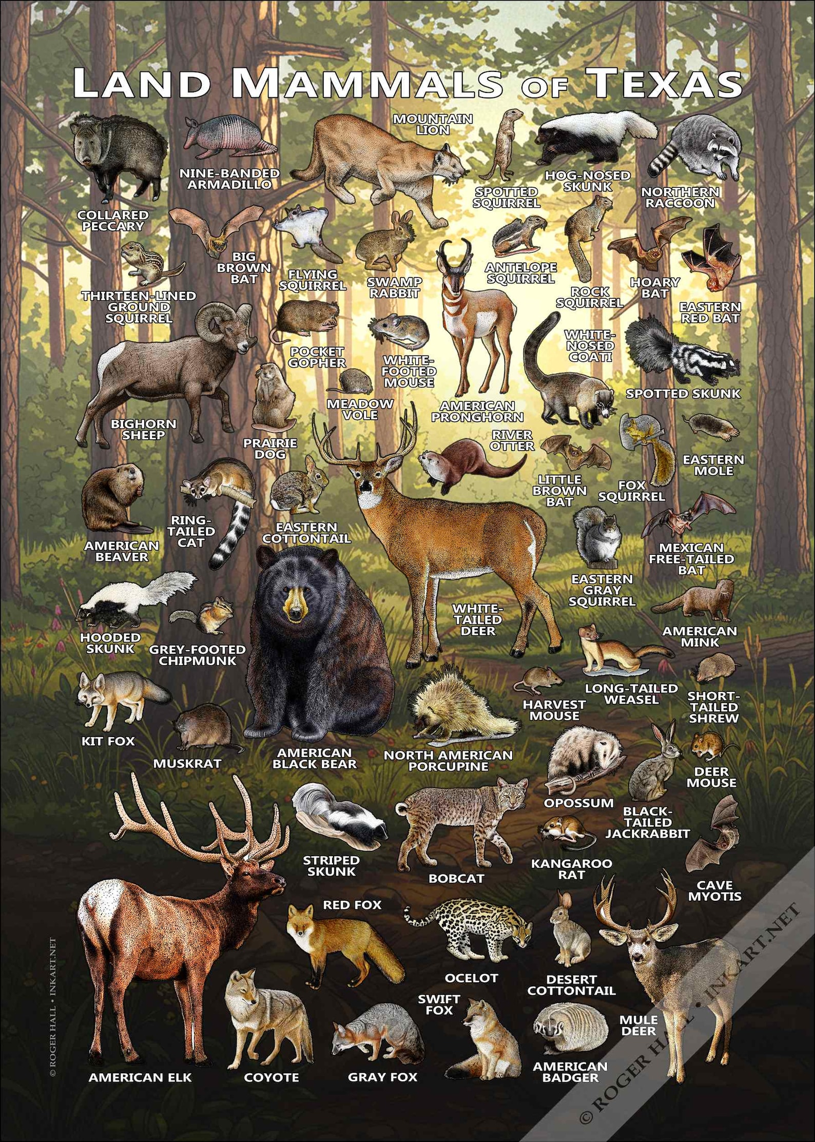 Texas Mammals Field Guide Poster Print: Signed Wildlife Art - Etsy