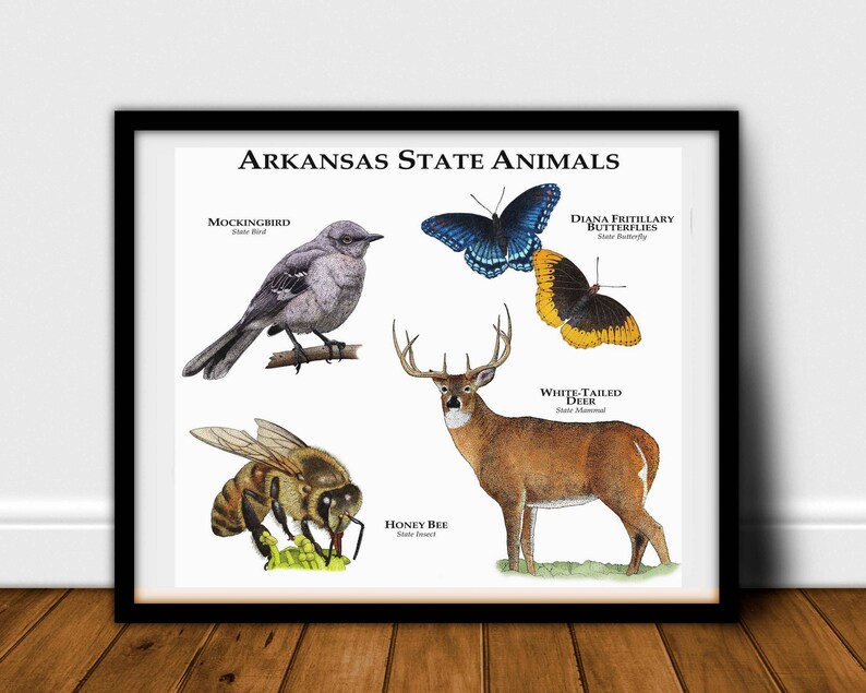 Arkansas State Animals Poster Print Etsy
