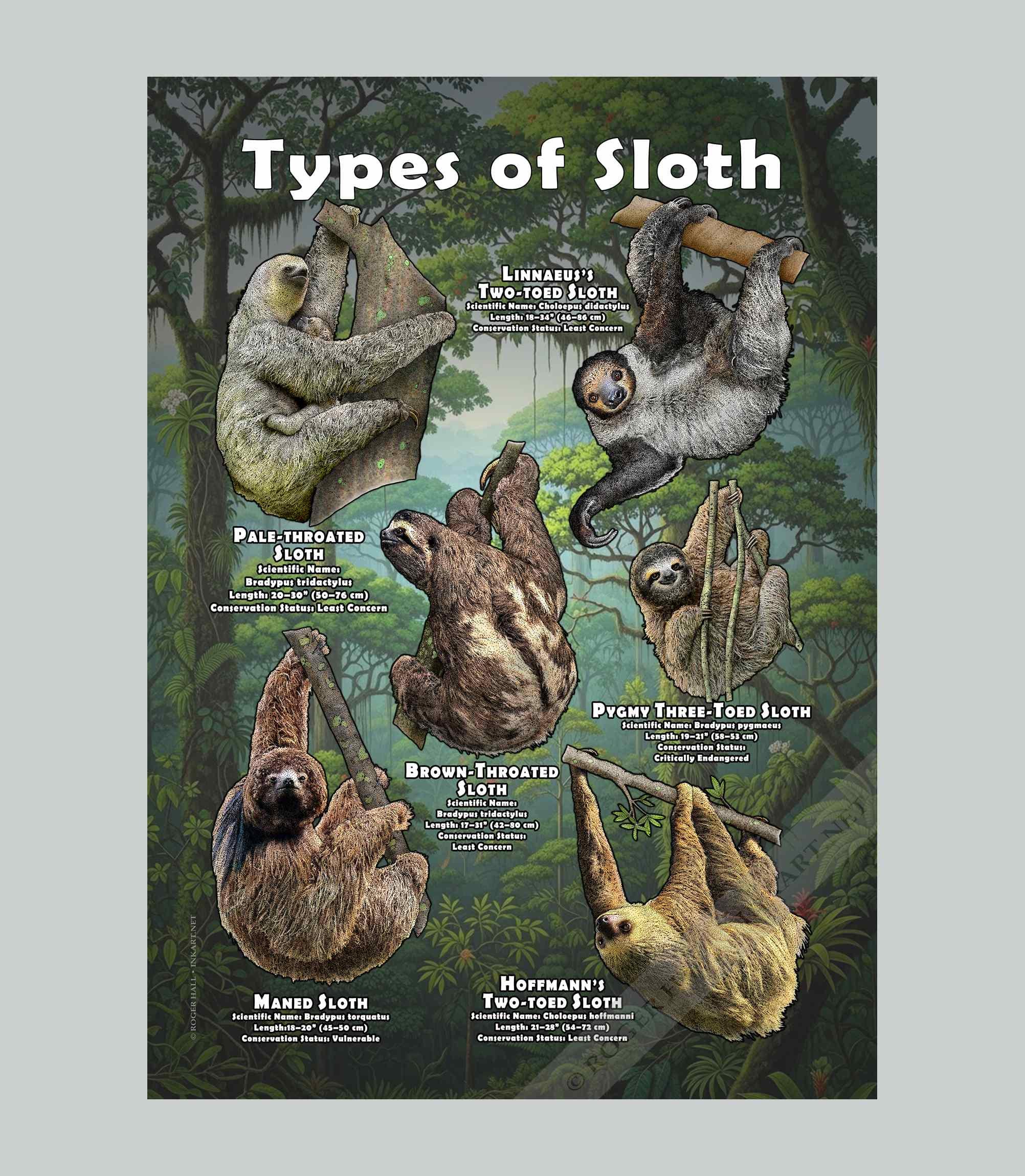 Types of Sloth / Field Guide - SIGNED BY ARTIST! - Etsy