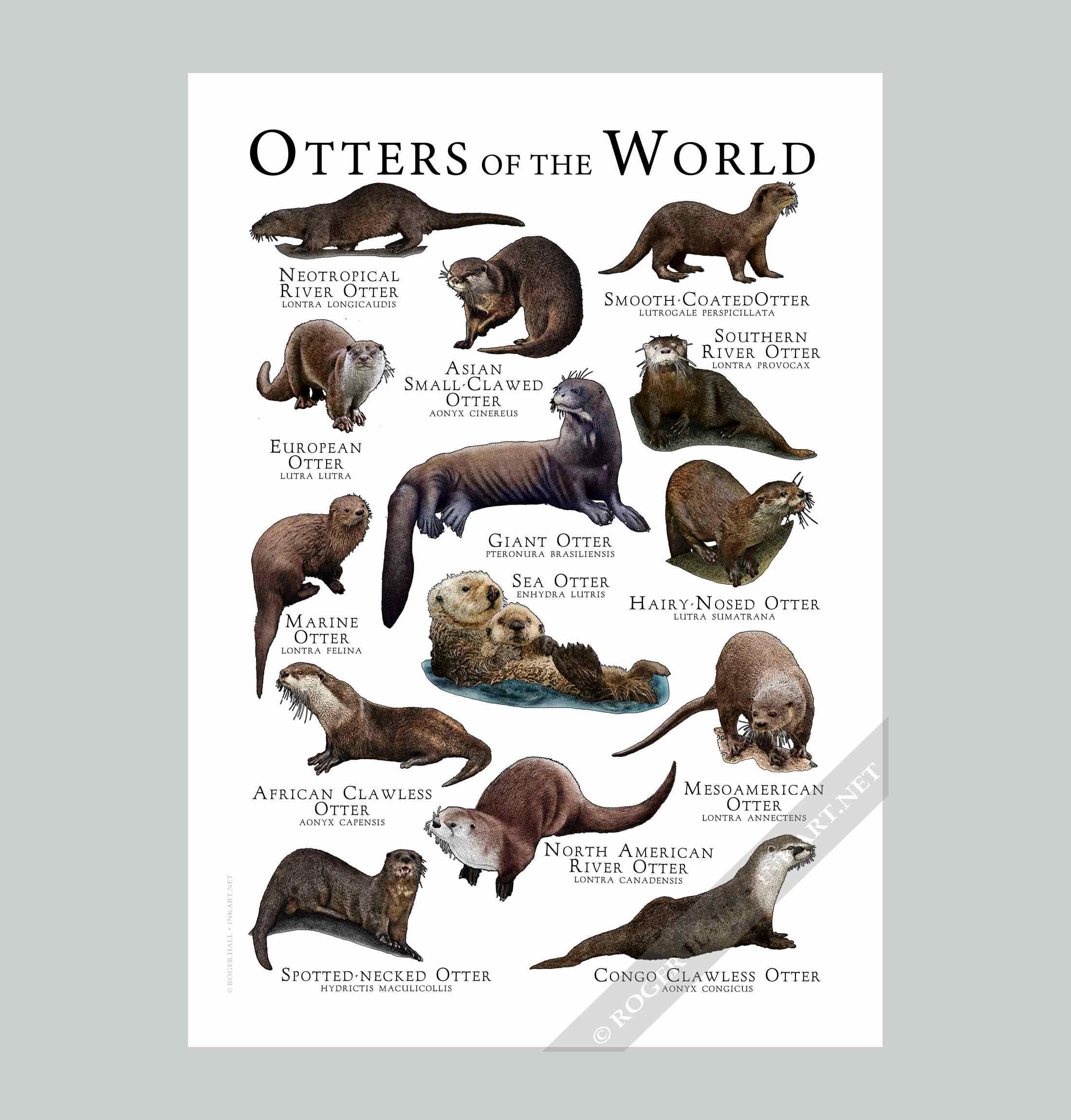 Otters of the World Poster / Field Guide - SIGNED BY ARTIST