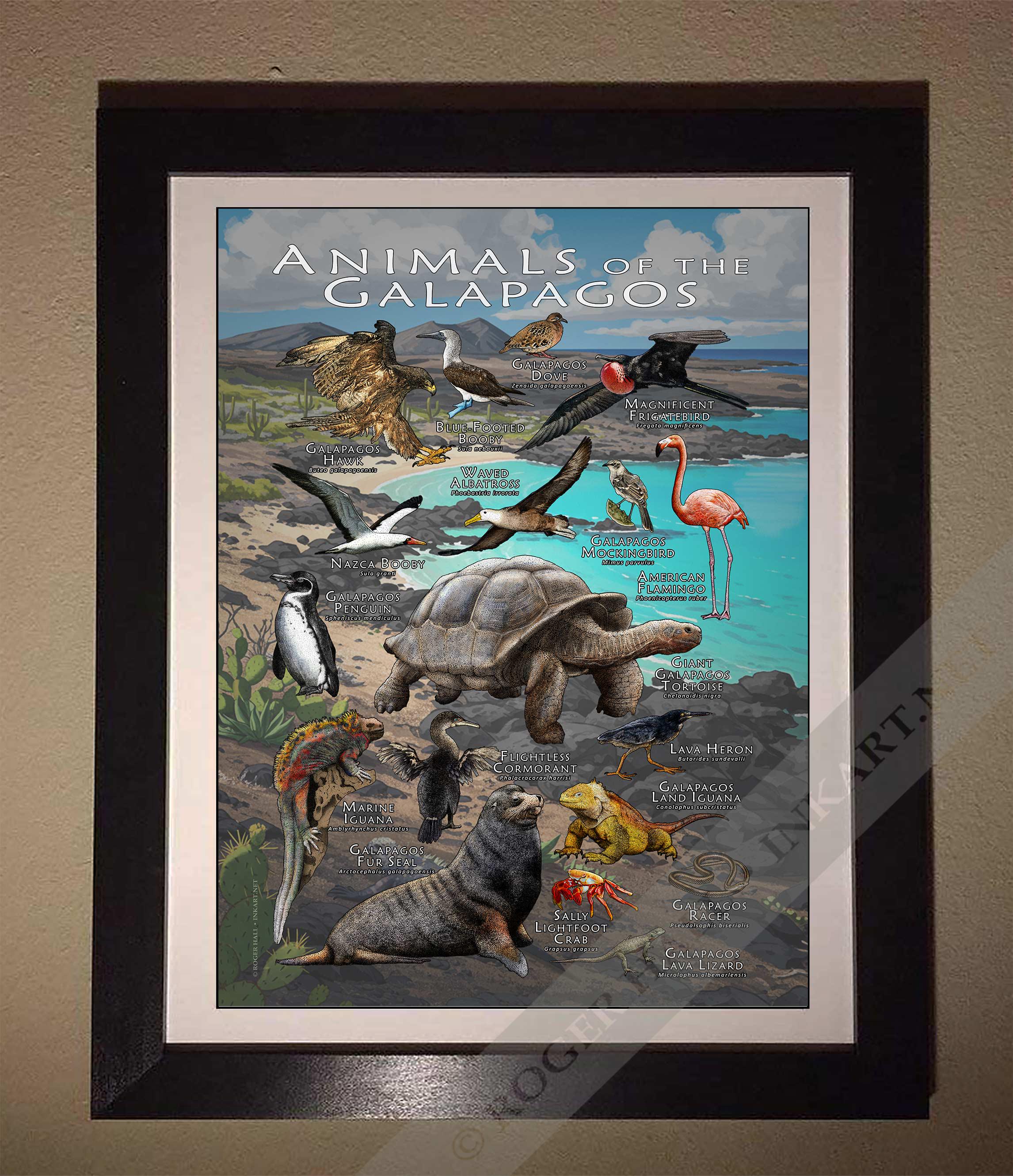 Animals of the Galapagos Islands Poster Print - SIGNED BY ARTIST