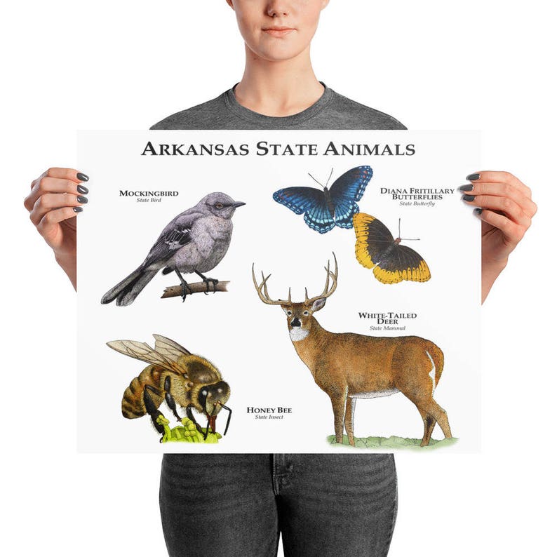 Arkansas State Animals Poster Print Etsy
