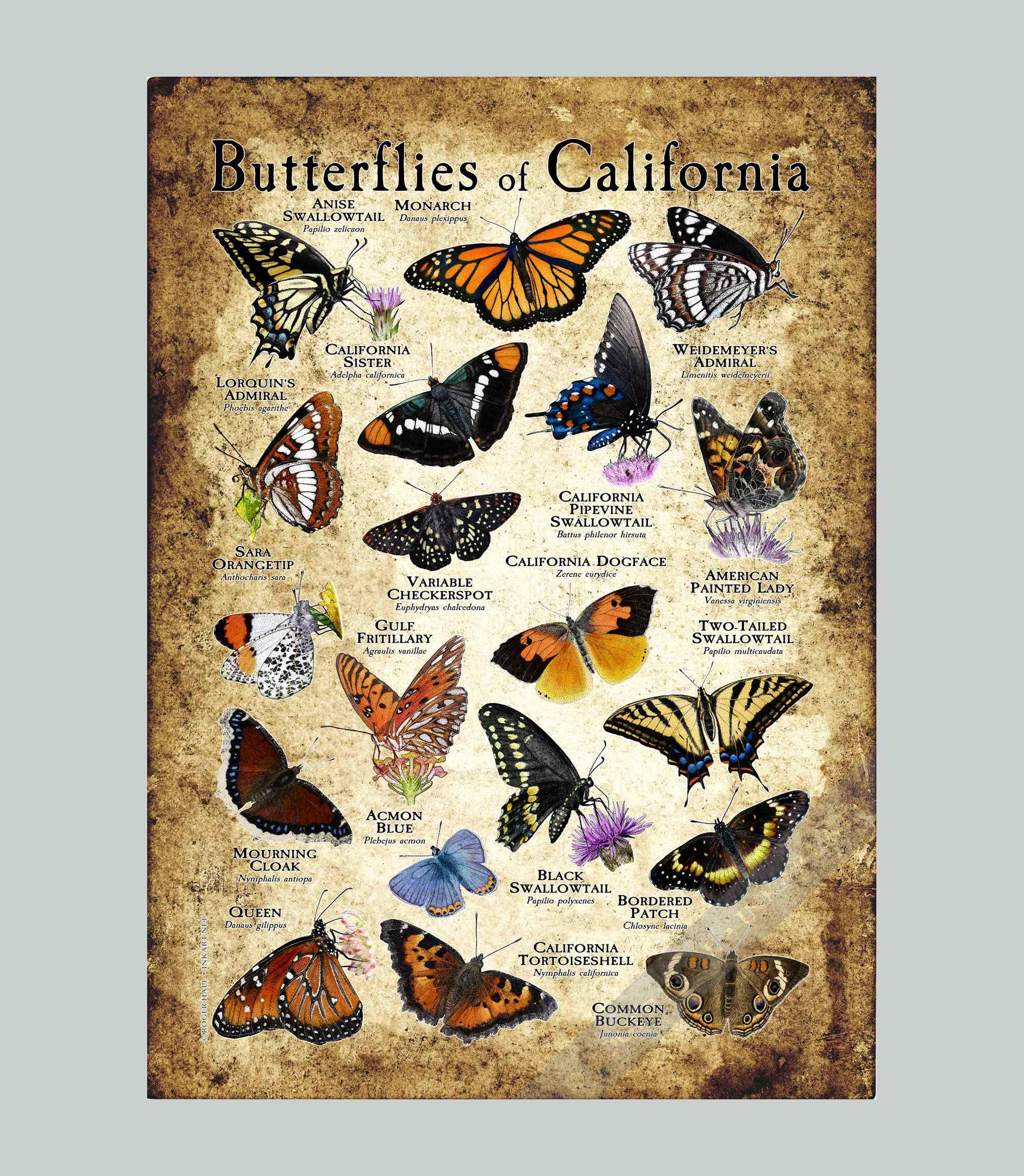 Butterfly Life USA 蝶々 キャンバスF4号 Butterfly Life USA 蝶々