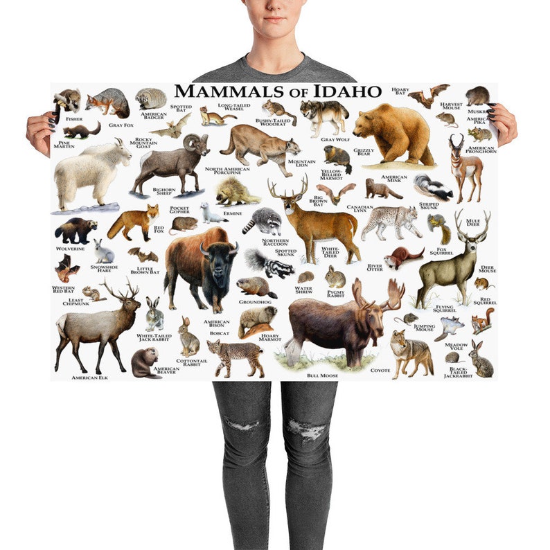 Mammals of Idaho Poster Print / Idaho Mammals Field Guide / Etsy