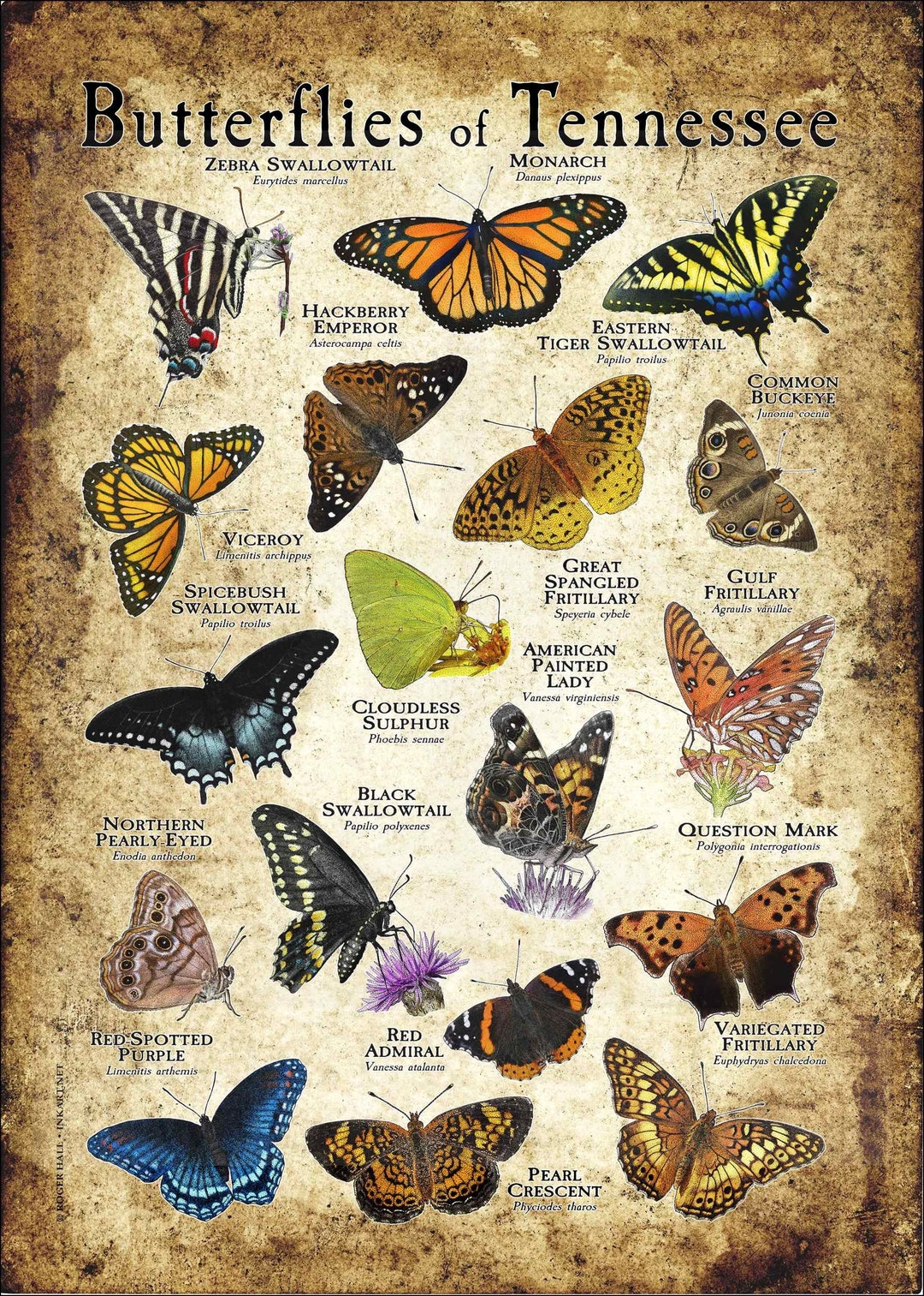 Butterflies of Tennessee Poster Print Field Guide - Etsy