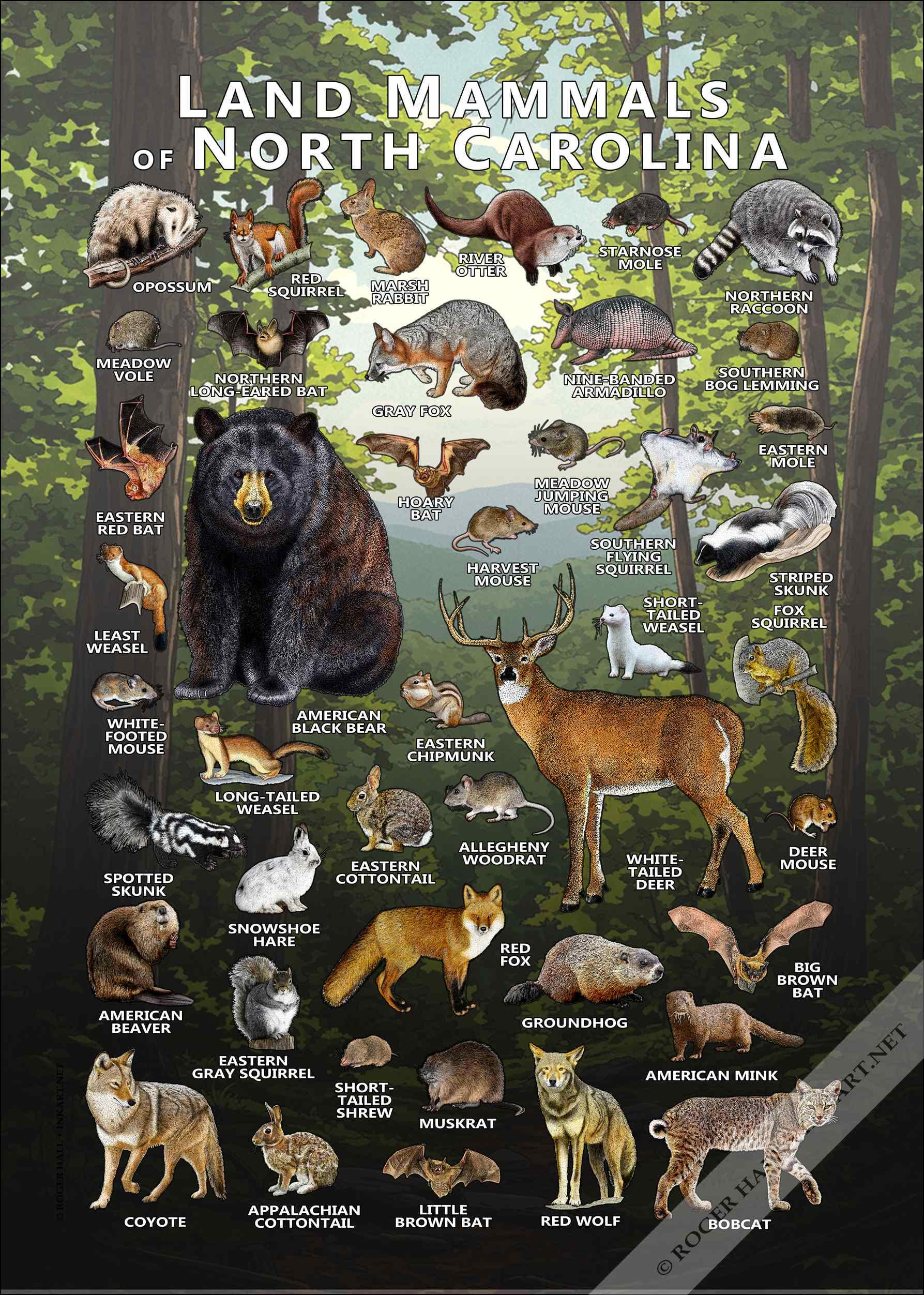 ポ*グ様 野生動物・ナショナルジオグラフィック DVDセットほぼ揃ってます2枚ほ ポ*グ様 野生動物・ナショナルジオグラフィック DVDセットほぼ揃ってます2