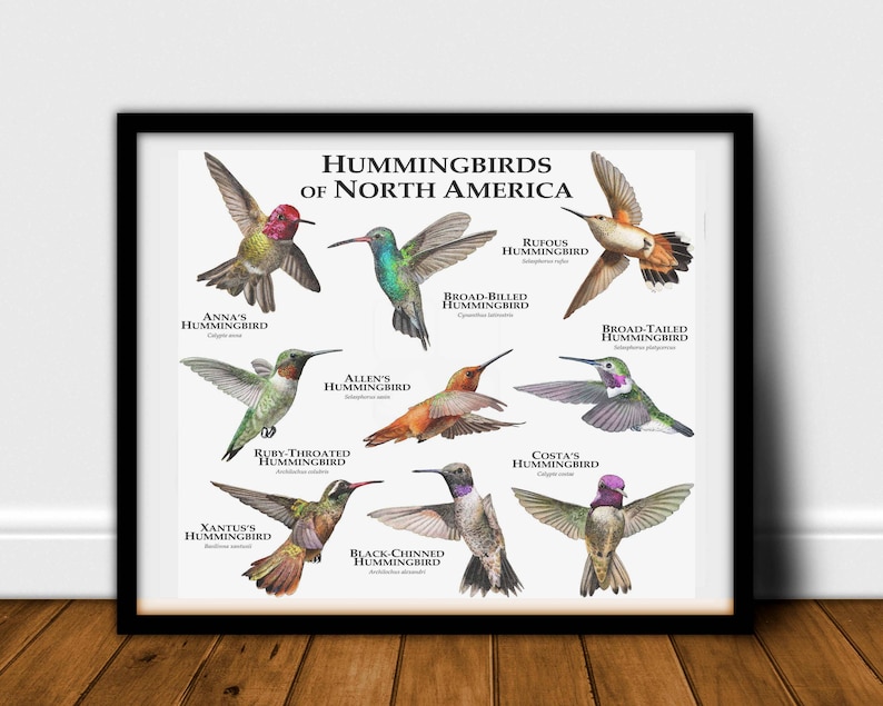 Hummingbirds of North America Poster Print Etsy