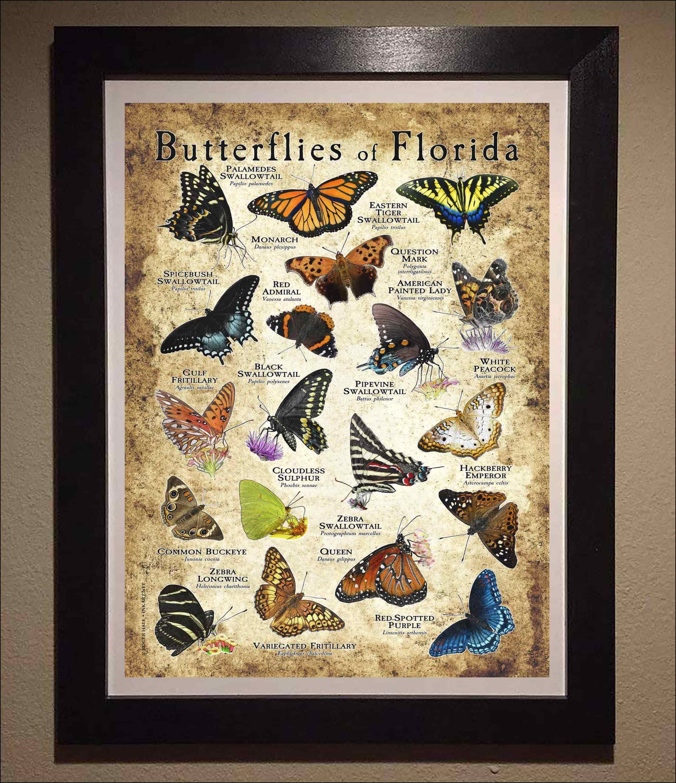Butterflies of Florida Poster Print/field Guide - SIGNED BY ARTIST! - Etsy