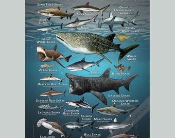世界のサメのポスタープリント - アーティストのサイン入り! - Etsy 日本