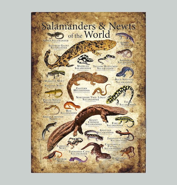 世界のサンショウウオとイモリのポスタープリント - Etsy 日本
