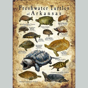Freshwater Turtles of Arkansas Poster Print/Field Guide - SIGNED BY ARTIST!