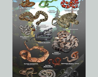 Snakes of Connecticut Poster Print/Field Guide - SIGNED BY ARTIST!