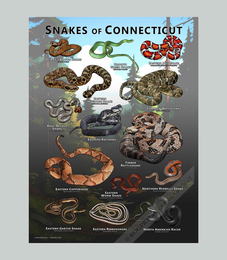 Snakes of Connecticut Poster Print/field Guide - SIGNED BY ARTIST! - Etsy