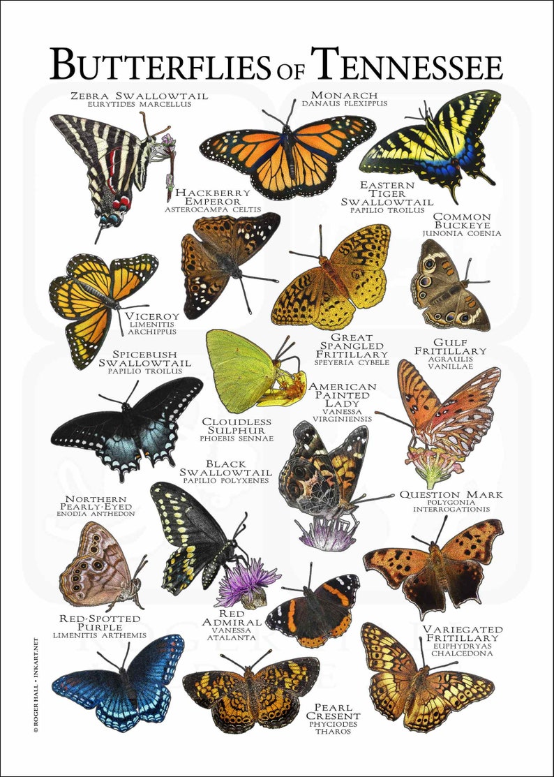 Butterflies of Tennessee Poster Print Field Guide - Etsy