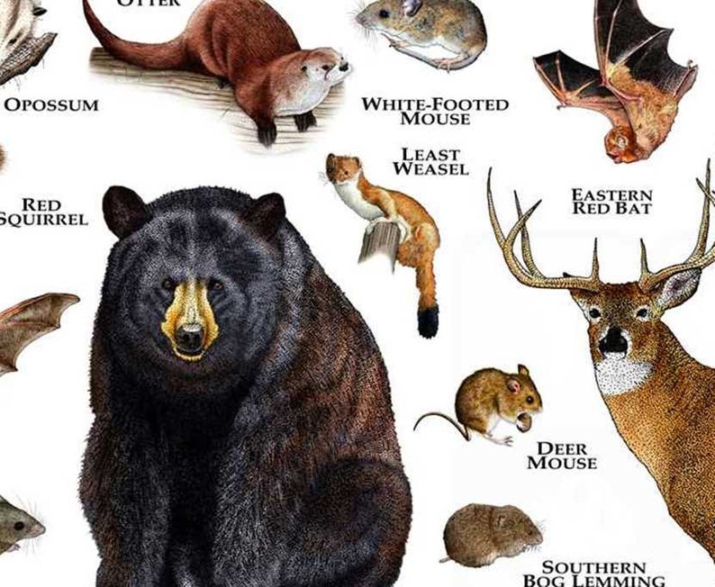 Mammals of New Jersey Poster Print / New Jersey Mammals Field Etsy