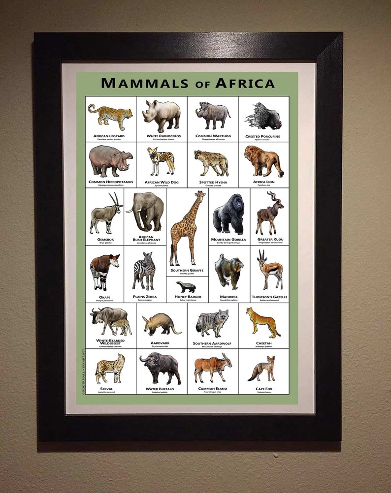 Mammals of the African Art Print Field Guide
