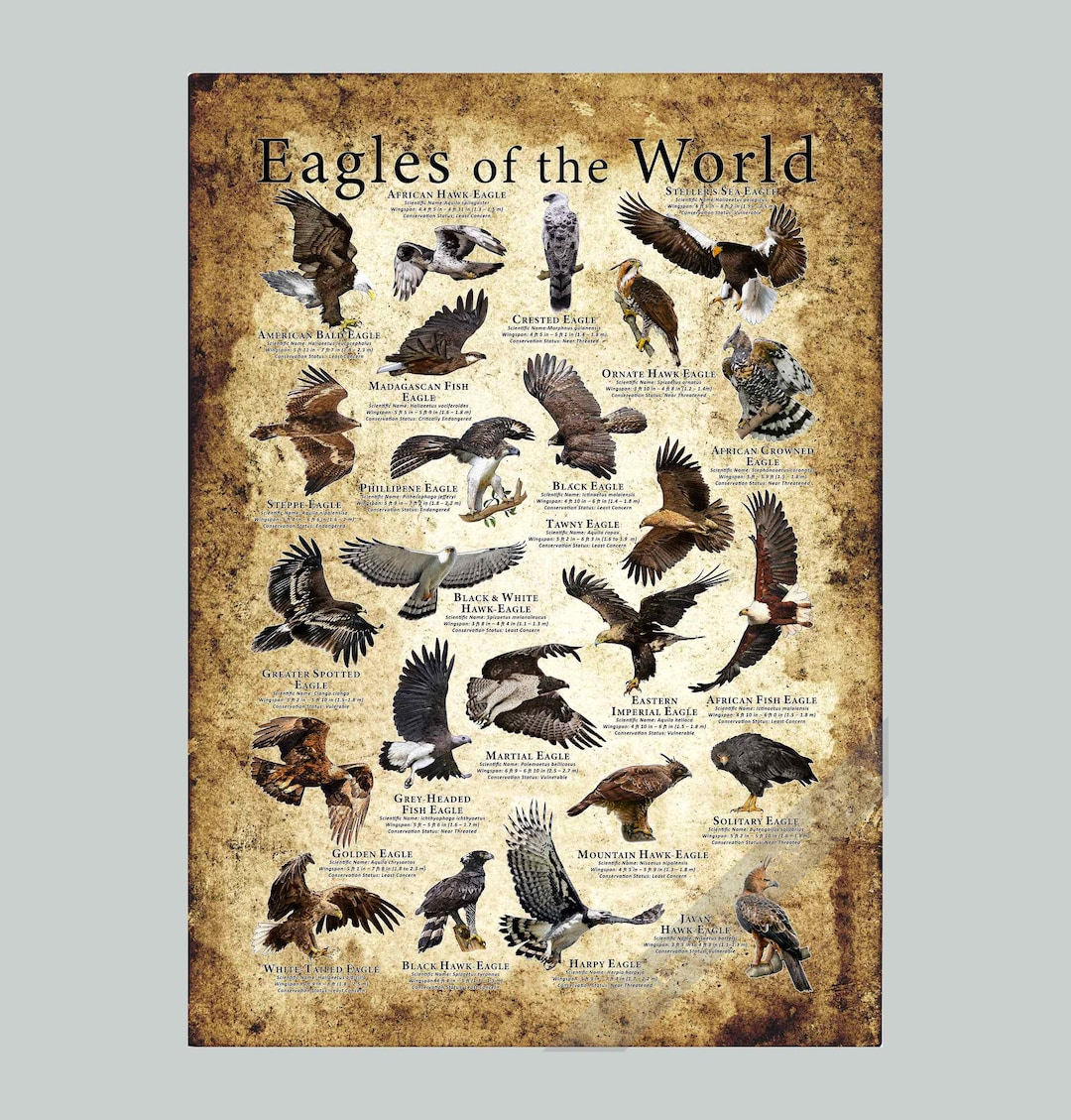 Eagles of the World Poster Print - SIGNED BY ARTIST! - Etsy