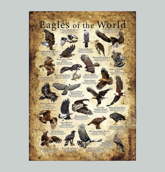 Eagles of the World Poster Print - SIGNED BY ARTIST! - Etsy