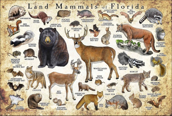Mammals of Florida Poster Print / Florida Mammals Field Guide - Etsy Mammals of Florida Poster Print / Florida Mammals Field Guide - Etsy