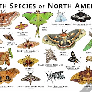May include: A detailed illustration of various moth species found in North America. The image features colorful depictions of moths like the Luna Moth, Imperial Moth, and others, with their names labeled. The title "Moth Species of North America" is at the top.