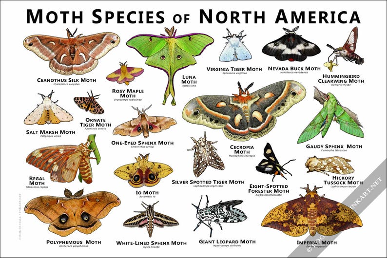 Labelled Moth Moths of North America Art Print / Field Guide - SIGNED BY ARTIST! - Etsy