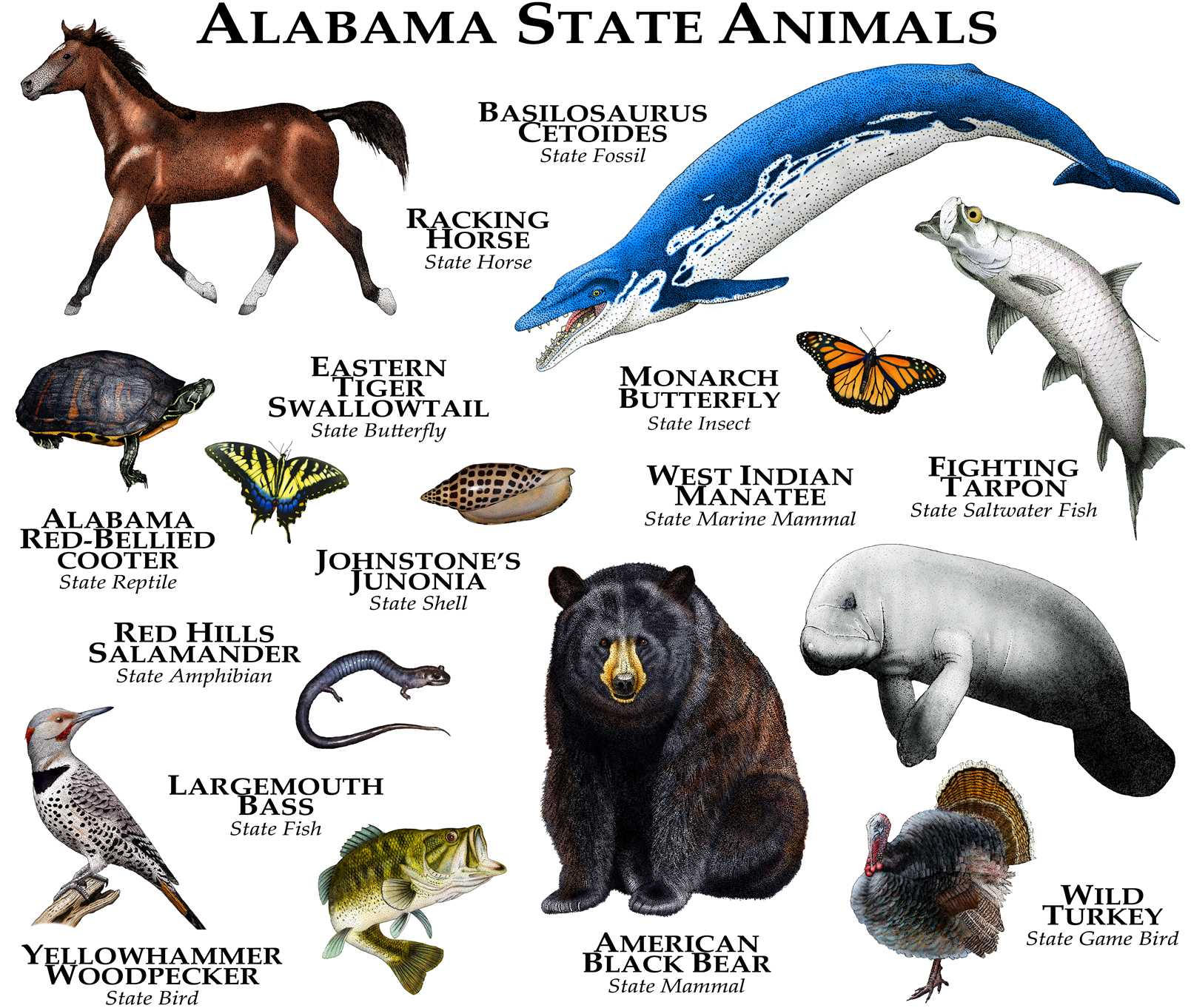 The world is full of animals. Marine mammals. Плакат. Млекопитающие. Алабама животное. Animals of North America