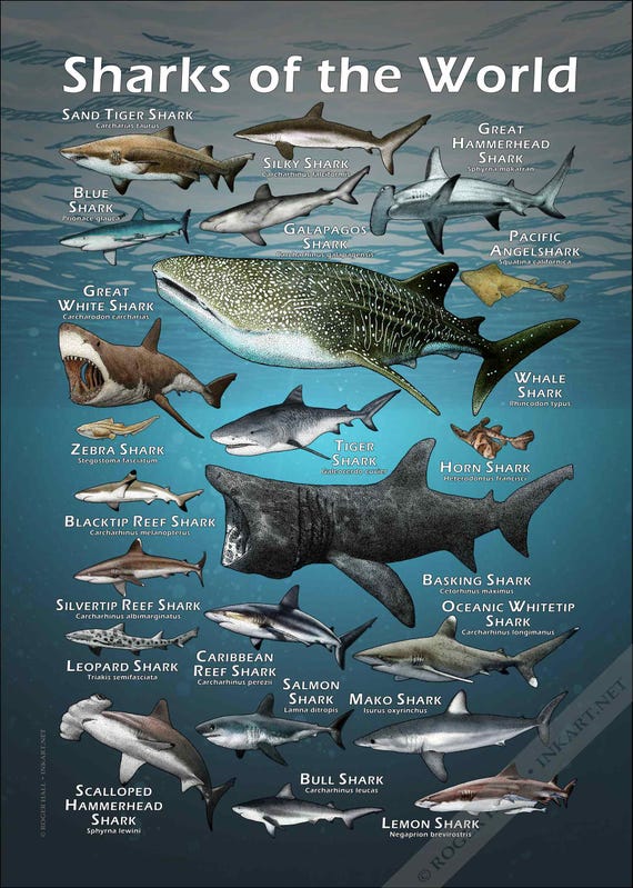 Sharks of the World Poster Print - SIGNED BY ARTIST! - Etsy