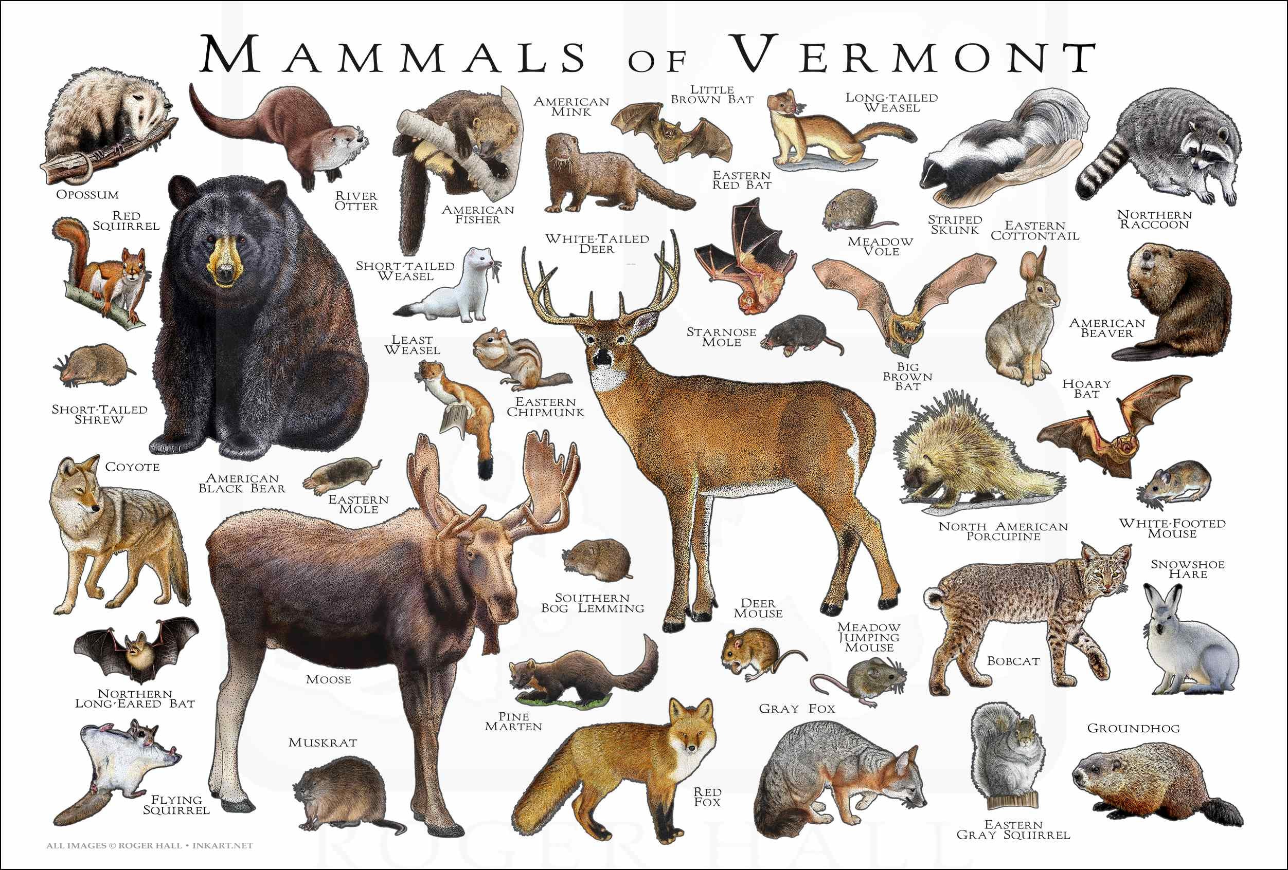 バーモント州の哺乳類のポスタープリント  バーモント州の哺乳類フィールドガイド  バーモント州の動物 - アーティストのサイン入り! - Etsy  日本
