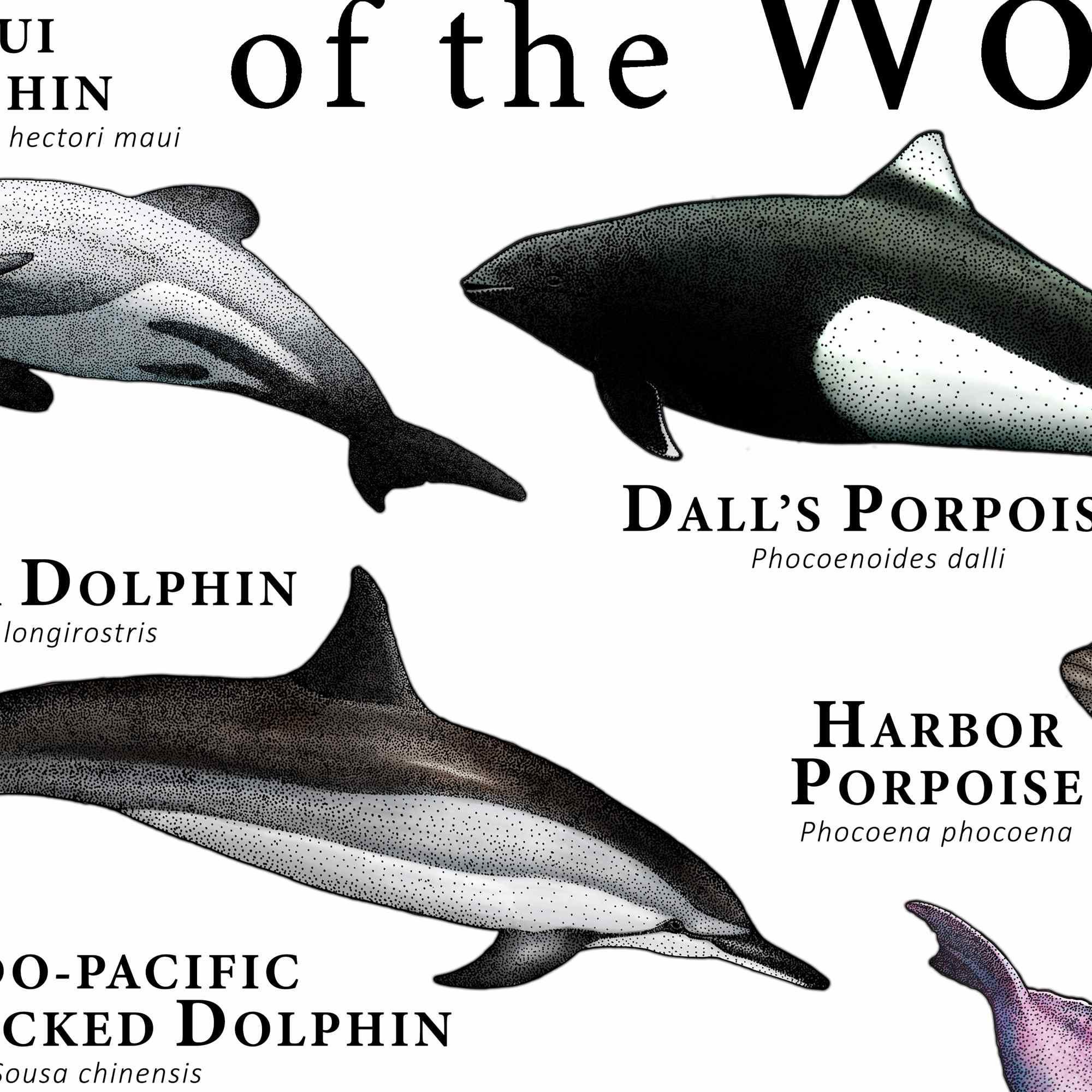 世界のイルカとネズミイルカのポスター - アーティストのサイン入り