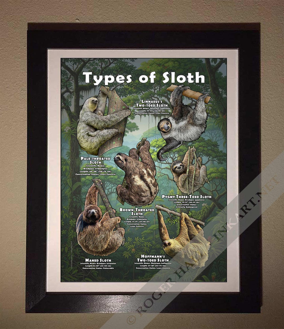 Types of Sloth / Field Guide - SIGNED BY ARTIST! - Etsy