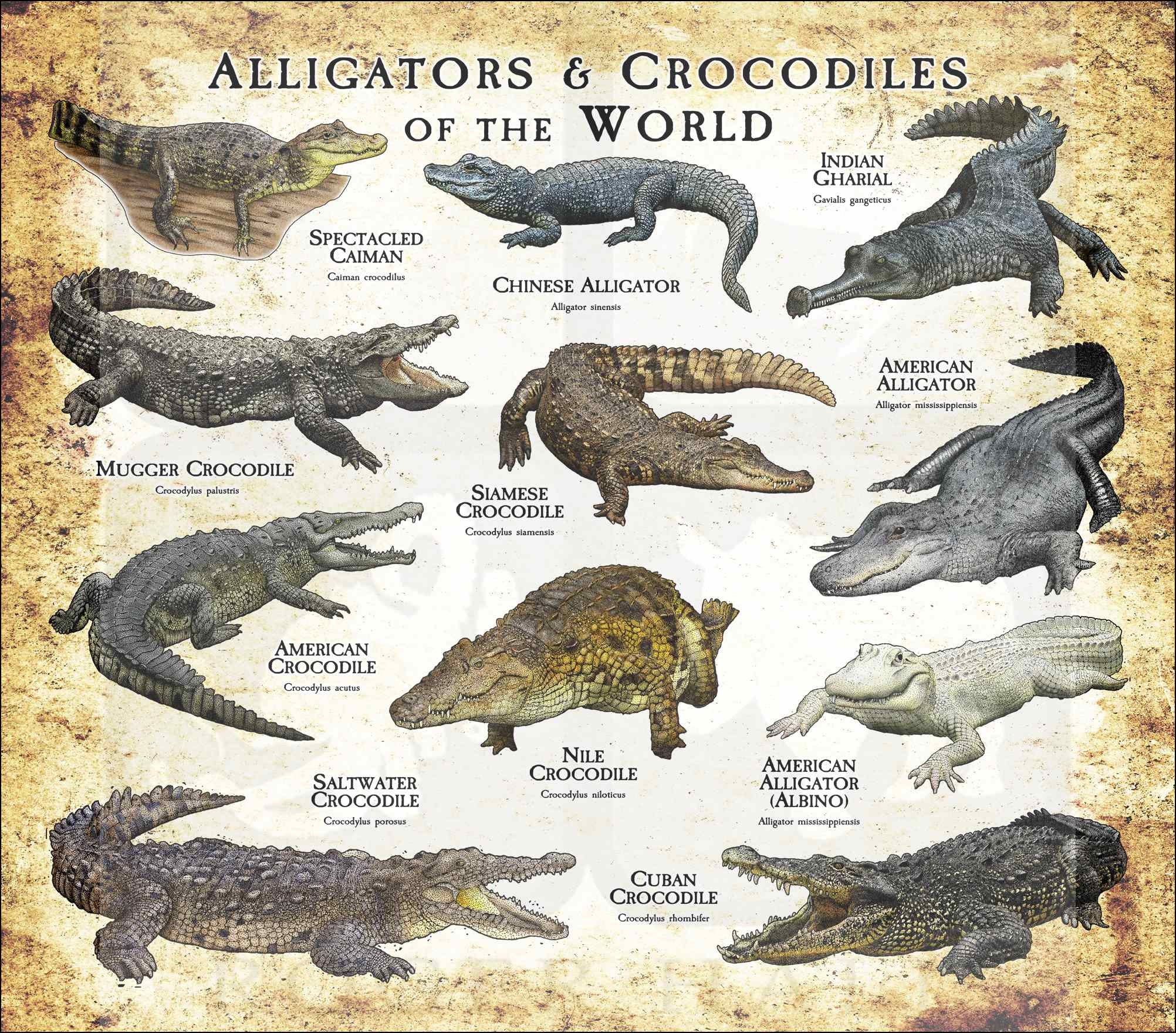 Alligators and Crocodiles of the World Poster Print - Etsy