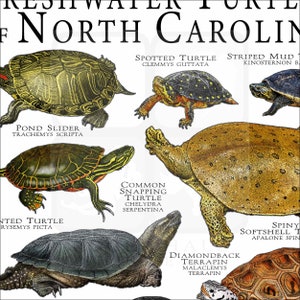 North Turtle Freshwater Turtles of North Carolina Poster Print /field Guide - SIGNED ...