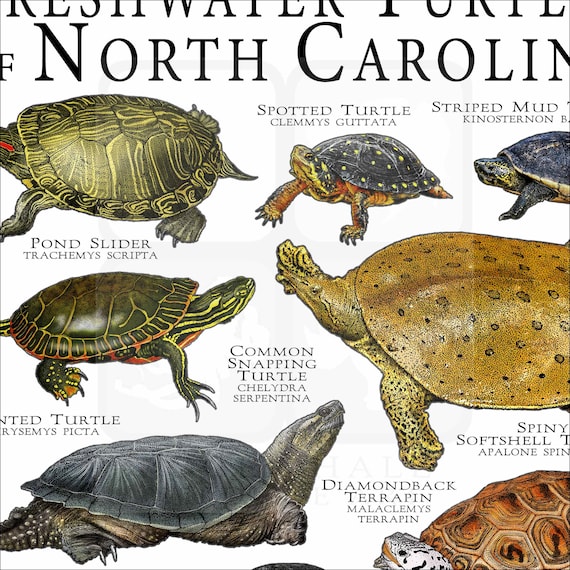 Complementary Color Turtle Different Colors Of Turtles