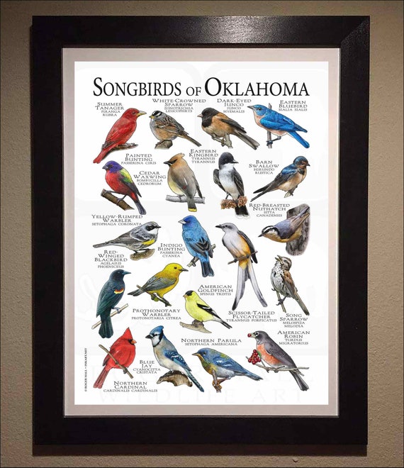 Songbirds of Oklahoma Poster Print - Field Guide - Etsy Hong Kong