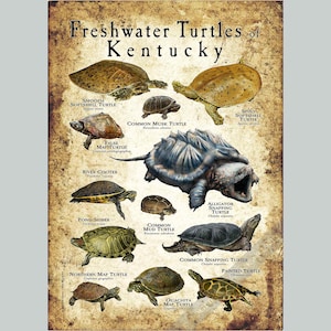 Freshwater Turtles of Kentucky Poster Print/Field Guide - SIGNED BY ARTIST!