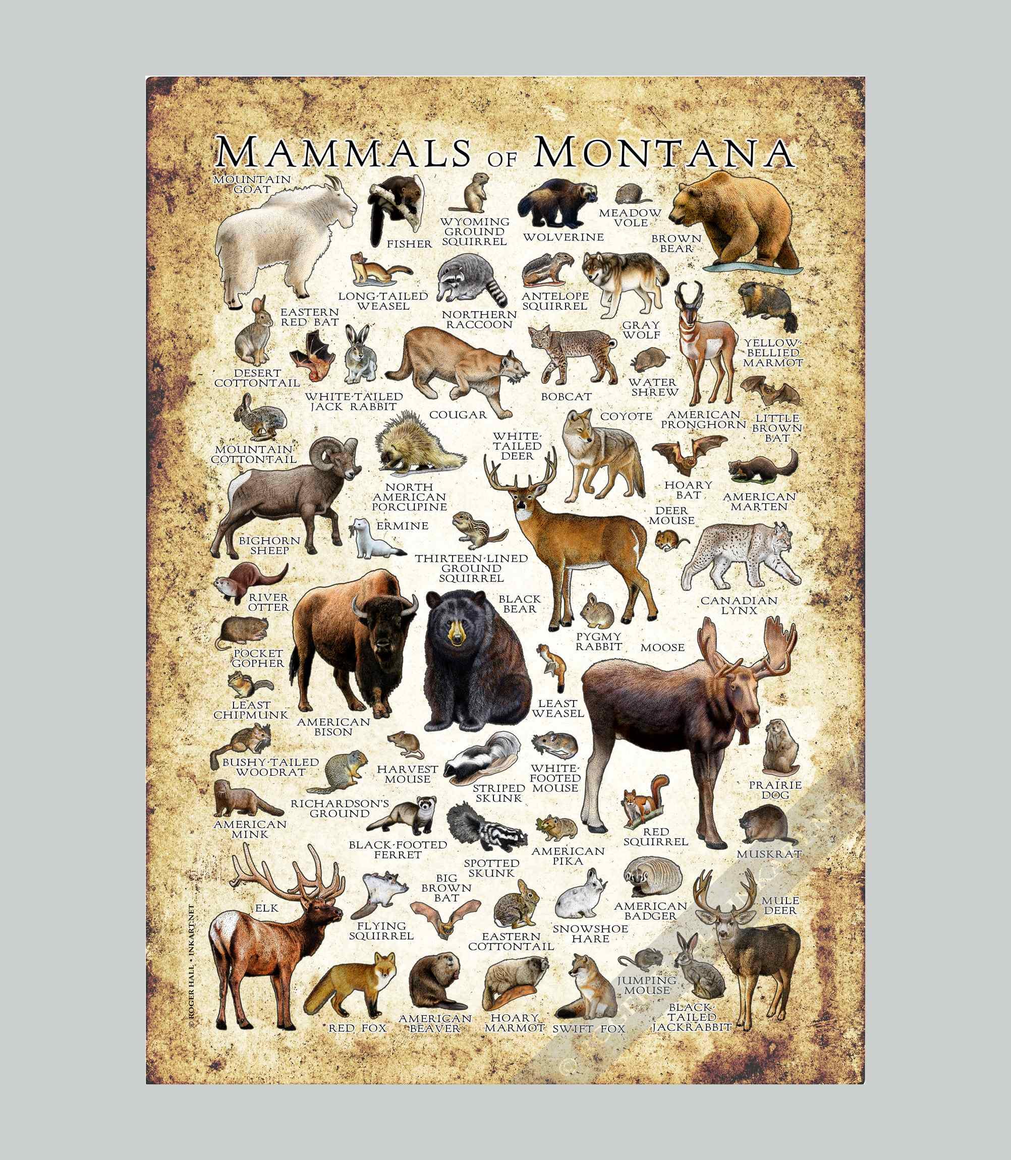 Montana Mammals Poster Print: Signed Wildlife Art Field Guide