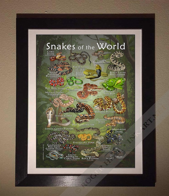 Snakes of the World Poster - SIGNED BY ARTIST! - Etsy