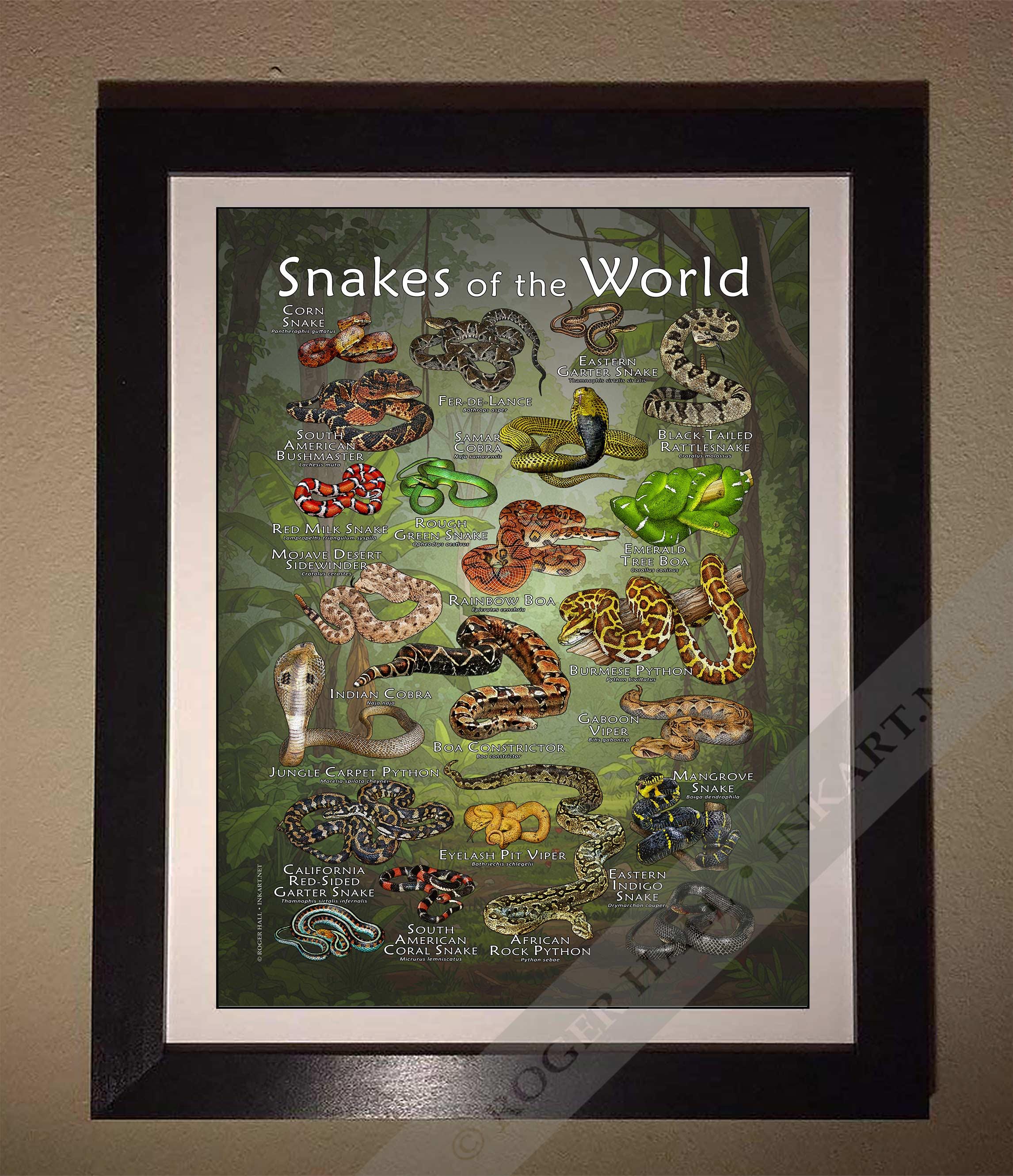 Snakes of the World ポスター - アーティストのサイン入り! - Etsy 日本