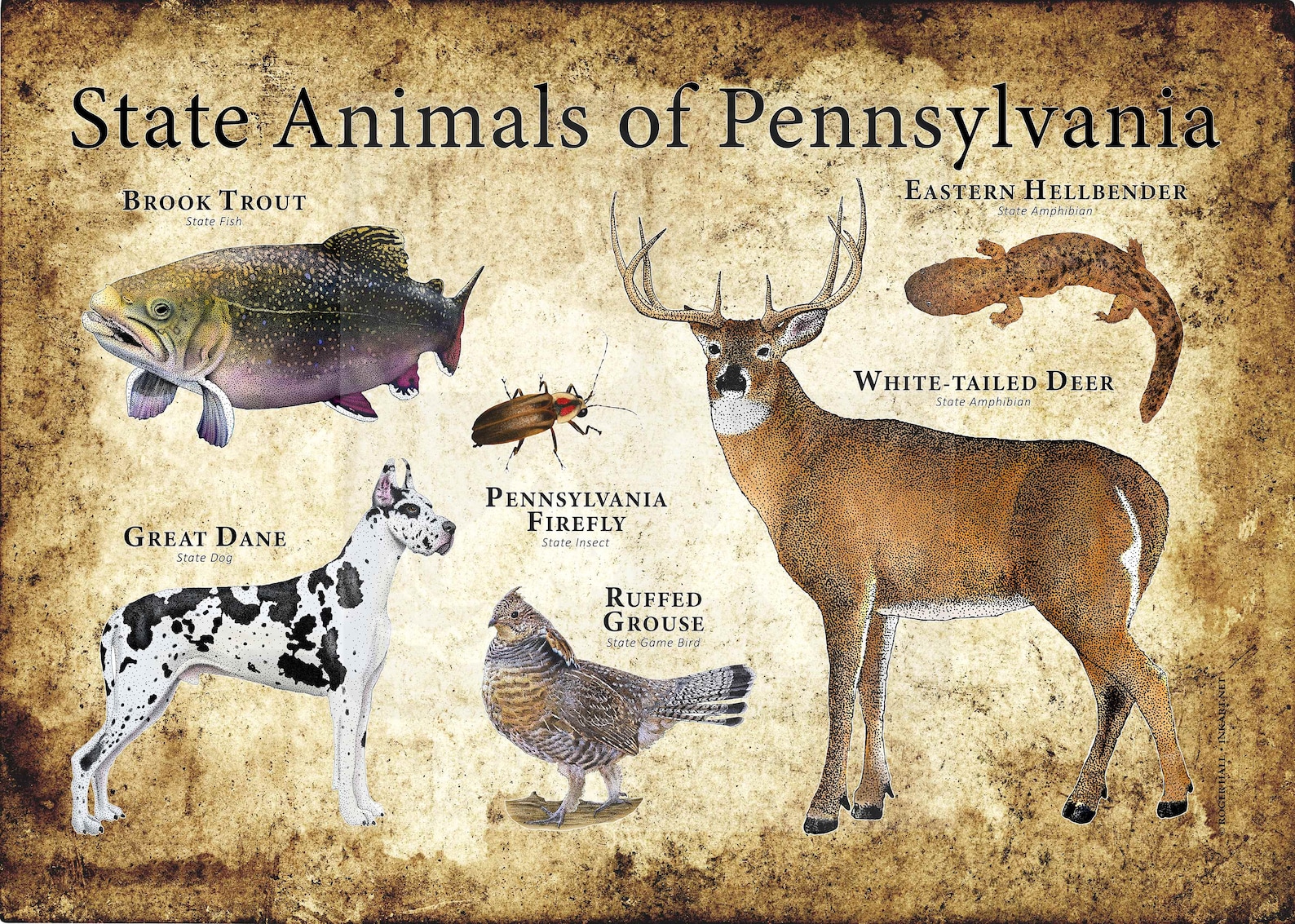 Pennsylvania State Animals Poster Print - Etsy