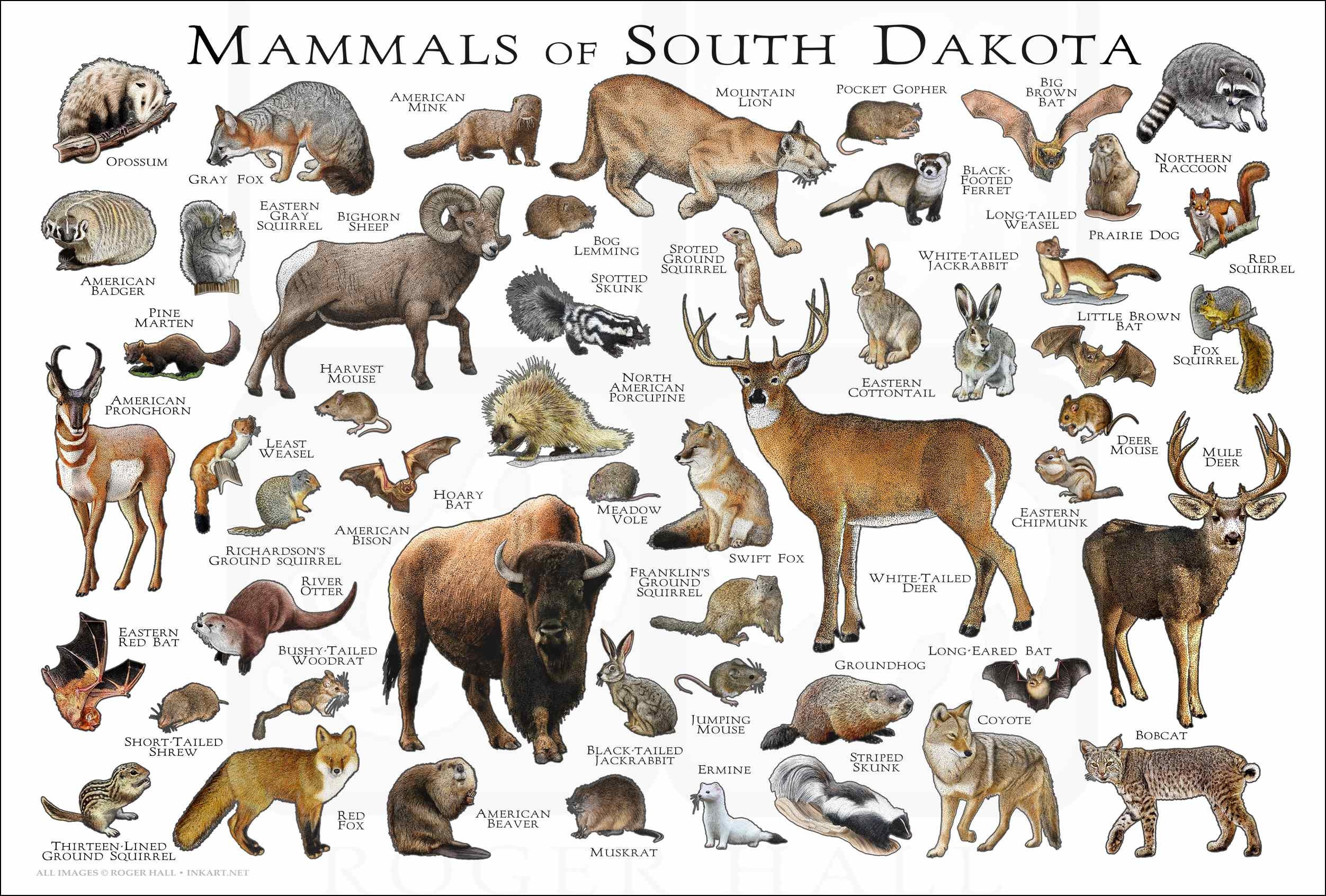 For Kids: Wildlife of South Dakota