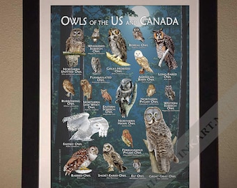 アメリカとカナダのフクロウのポスター - アーティストのサイン入り