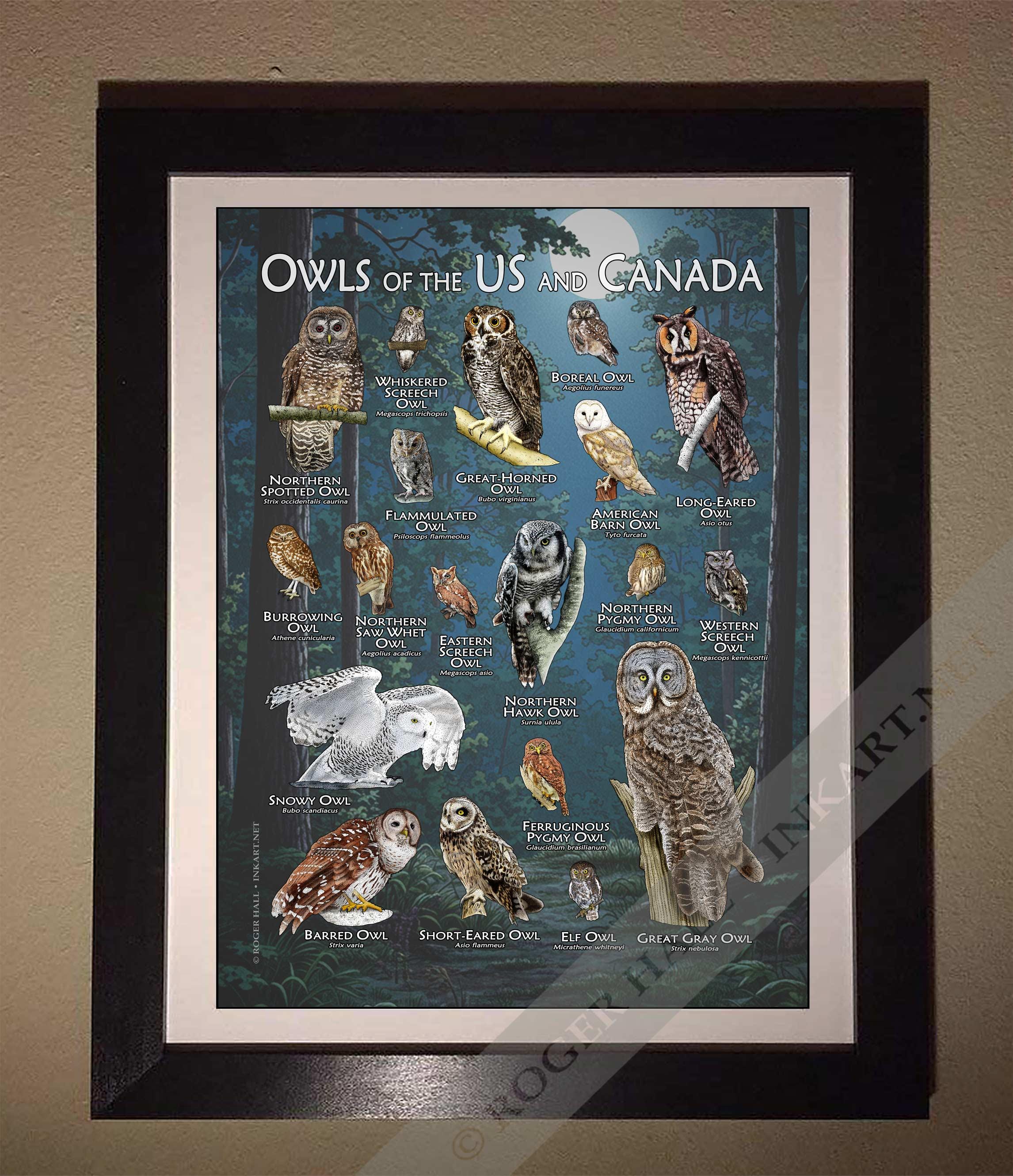 北アメリカのフクロウのポスター - アーティストのサイン入り! - Etsy 日本