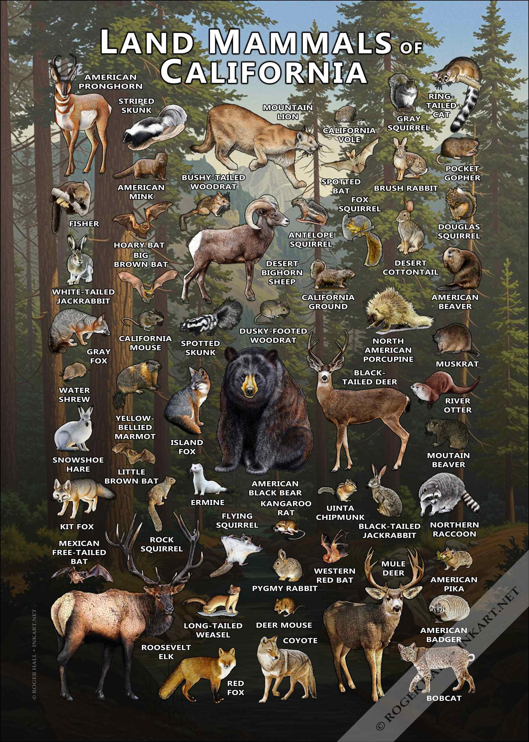 California Mammals Poster Print: Signed Wildlife Art Field Guide - Etsy